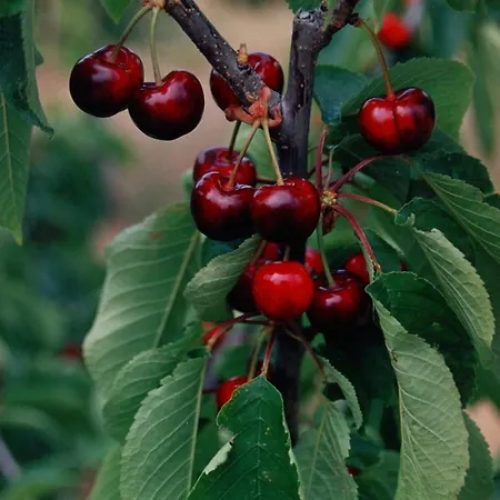 Acogedor En El Valle Del Jerte 1 *
