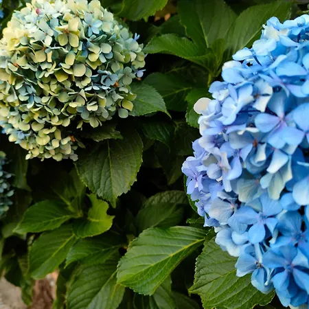 Acogedor En El Valle Del Jerte 1 Apartman