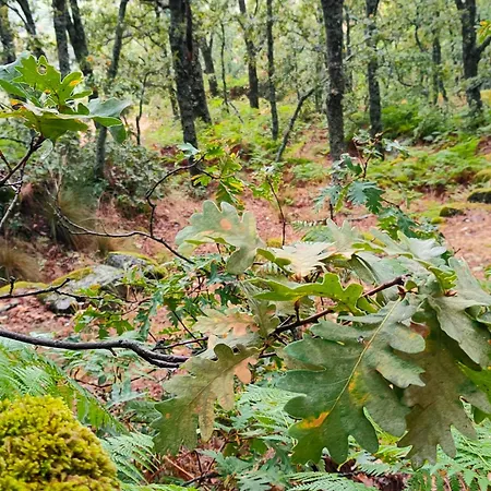 Acogedor En El Valle Del Jerte 1 *