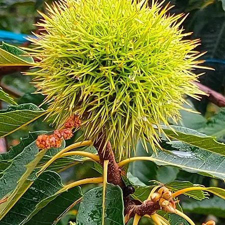 Apartman Acogedor En El Valle Del Jerte 1