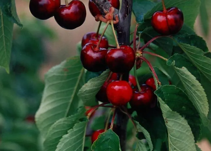 Acogedor En El Valle Del Jerte 1 *