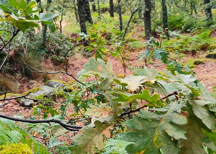 Acogedor En El Valle Del Jerte 1 *