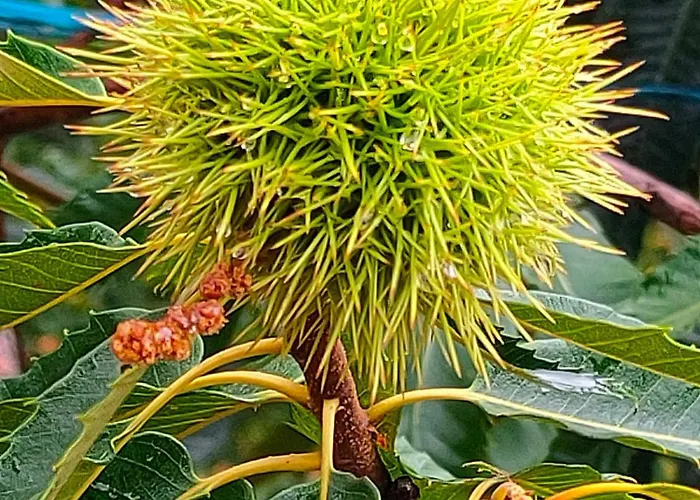 Appartement Acogedor En El Valle Del Jerte 1